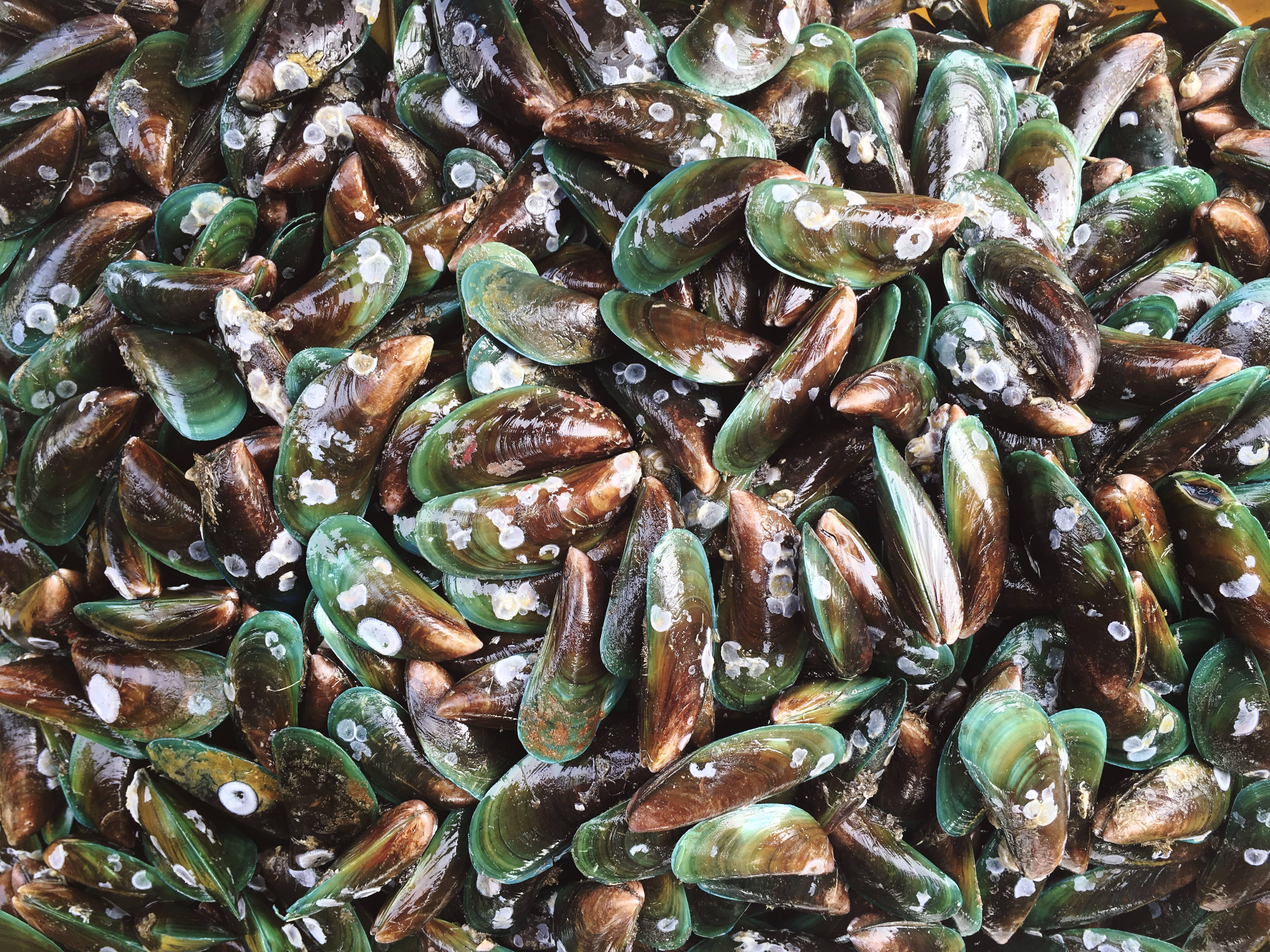 lots-mussels%20edit.jpg